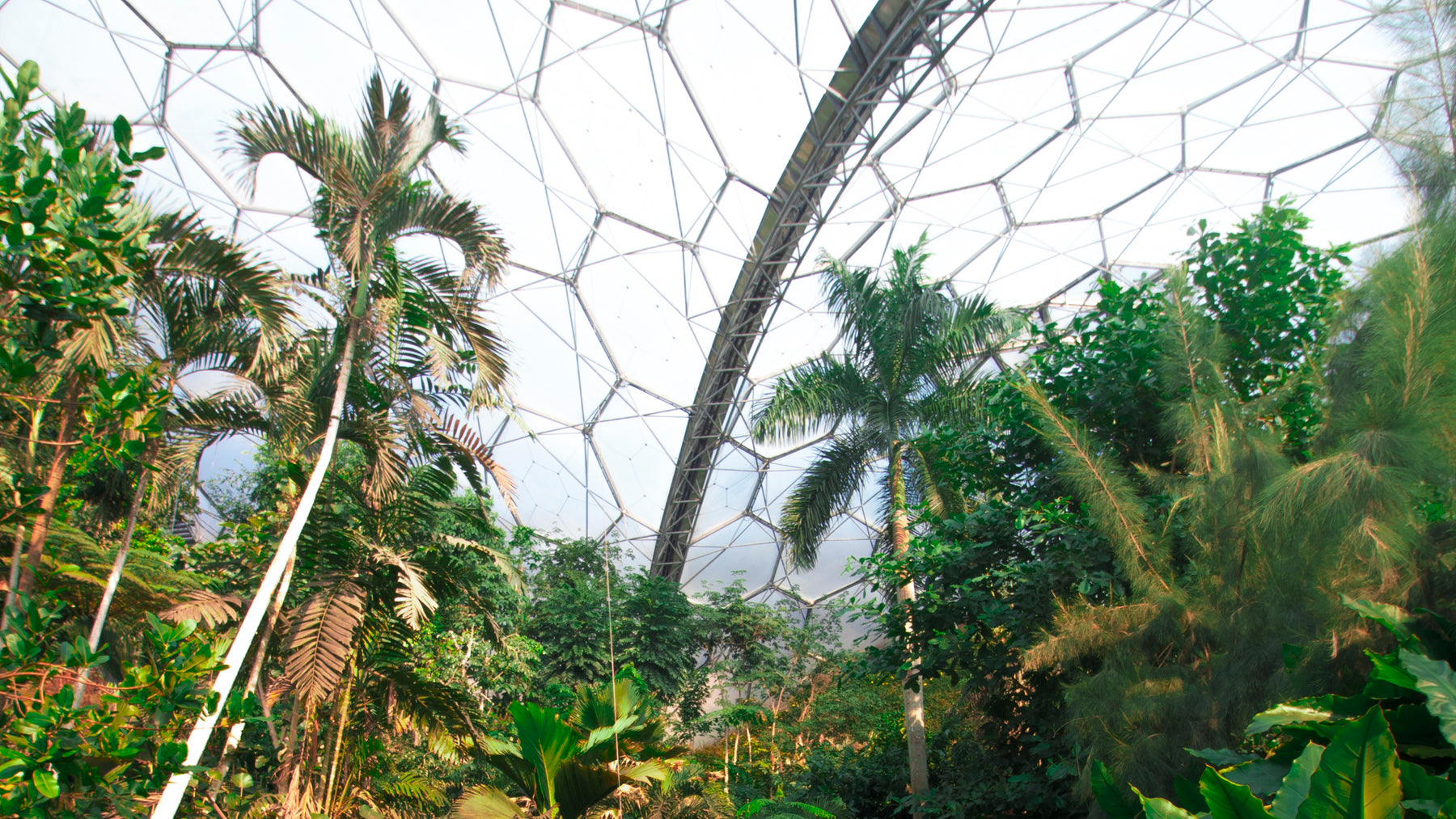 The World's Only Indoor Rainforest second image