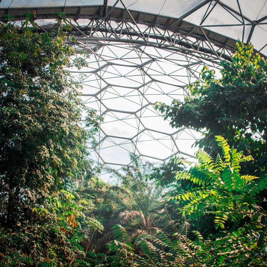 The World's Only Indoor Rainforest image text 2 image