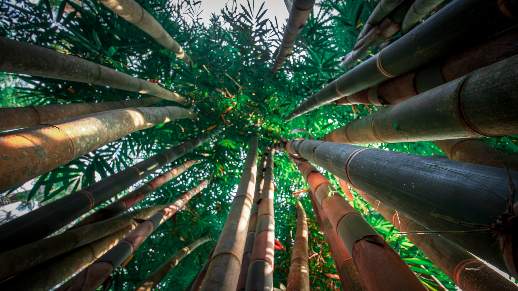 The World's Only Indoor Rainforest fifth image